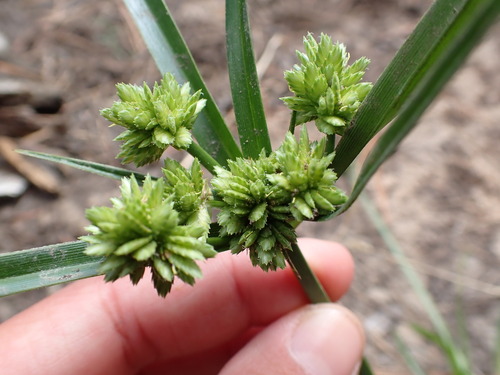 iNaturalist observation photo of tall flatsedge