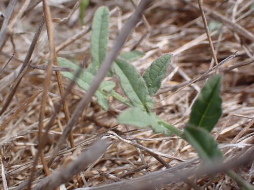 iNaturalist observation photo of bindweeds