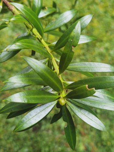 Podocarpus costaricensis (Podocarpus costaricensis)
