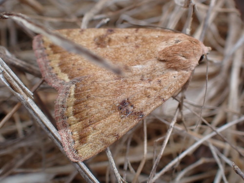 iNaturalist observation photo of Triplex Cutworm Moth