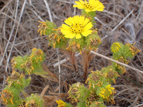 iNaturalist observation photo of Coastal Tarweed