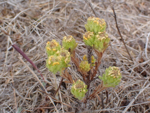 iNaturalist observation photo of Coastal Tarweed