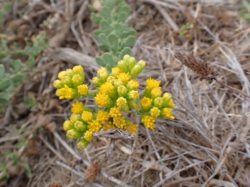 iNaturalist observation photo of Coastal Goldenbush