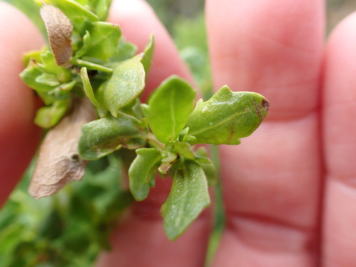 iNaturalist observation photo of coyote brush