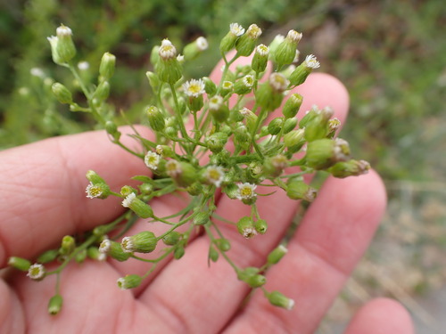 iNaturalist observation photo of horseweed