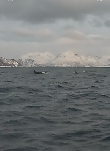 Orca