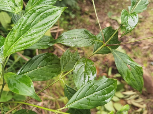 Cornus disciflora, photograph 2