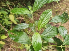 Cornus disciflora, photograph (c) Eduardo Chacón Madrigal, some rights reserved (CC BY)