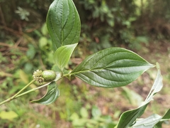 Cornus disciflora, photograph (c) Eduardo Chacón Madrigal, some rights reserved (CC BY)