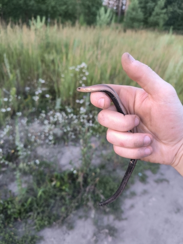 Eastern Slowworm