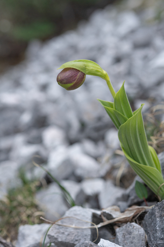 Cypripedium flavum, photograph 1