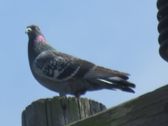 Columba livia domestica