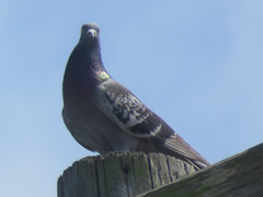 Columba livia domestica