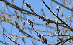 Salix caprea