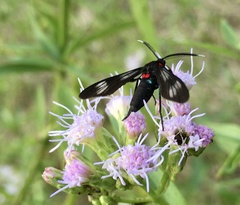 Phoeniostacta haematabasis