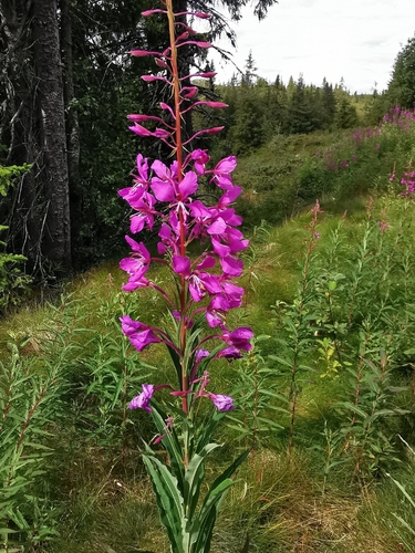 fireweed