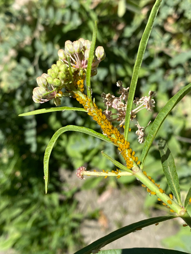 iNaturalist observation photo of Oleander Aphid