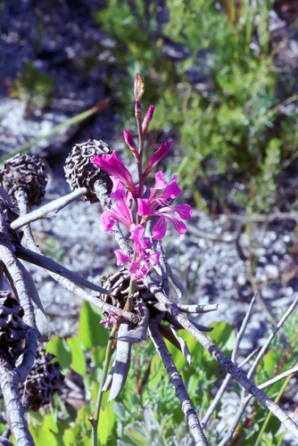 Tritoniopsis lata, photograph 1