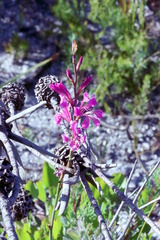 Tritoniopsis lata