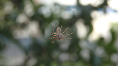 Philodromidae