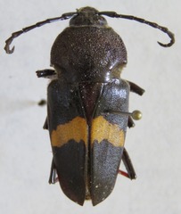 Megaderus stigma