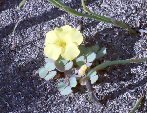 Oxalis luteola