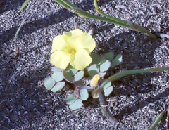 Oxalis luteola