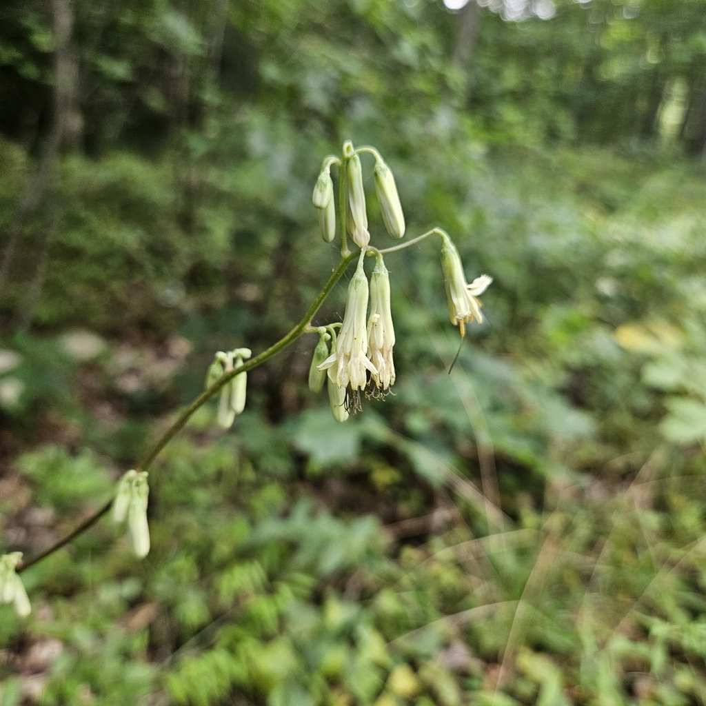 Nabalus trifoliolatus; photograph (c) Christopher Evans, some rights reserved (CC BY)