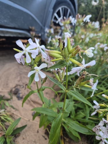 common soapwort