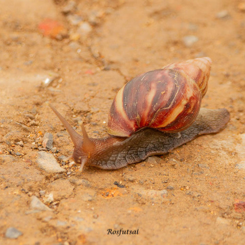 African Giant Snail