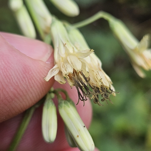Nabalus trifoliolatus, photograph 5