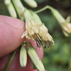 (c) Christopher Evans, some rights reserved (CC BY) Nabalus trifoliolatus, photograph (c) Christopher Evans, some rights reserved (CC BY)