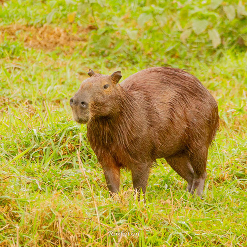 Capybara