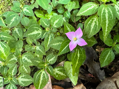 Sarcopyramis napalensis