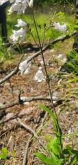 Penstemon arkansanus