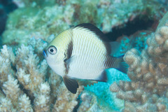 Dascyllus reticulatus