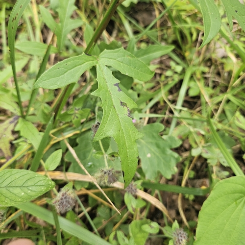 Nabalus trifoliolatus, photograph 6