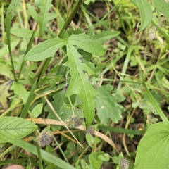 Nabalus trifoliolatus, photograph (c) Christopher Evans, some rights reserved (CC BY)