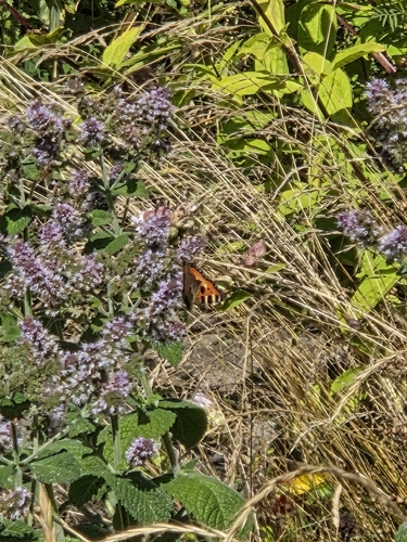 Small Tortoiseshell