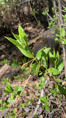 Lonicera involucrata