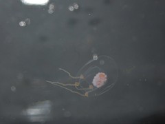 Euphysa