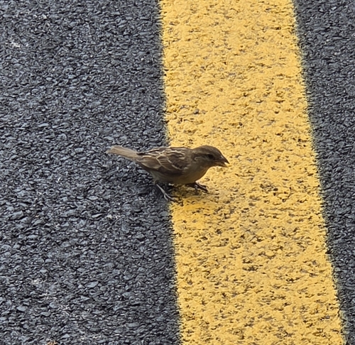 House Sparrow