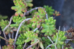Sedum × rubrotinctum