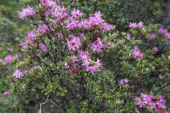 Racemose Rhododendron (Rhododendron racemosum)