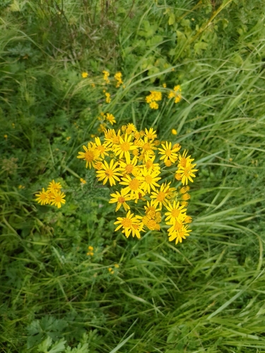 ragwort