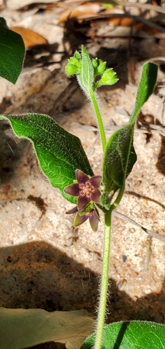 Image of Matelea cynanchoides by (c) Ayla, some rights reserved (CC BY)