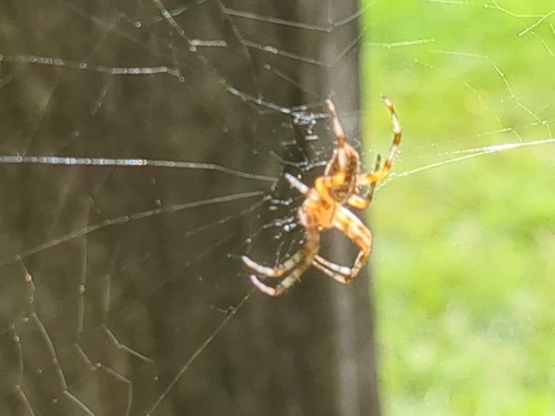 Cross Orbweaver