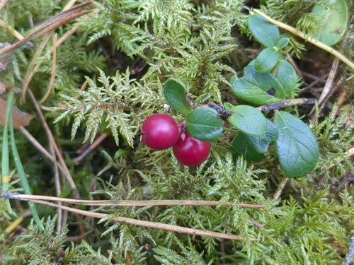 Lingonberry