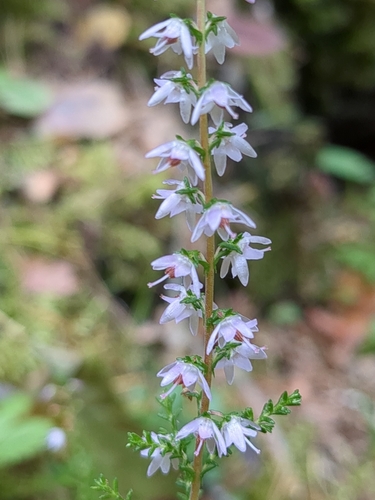 common heather