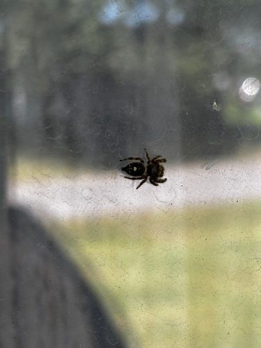 Bold Jumping Spider